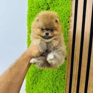 Pomeranci vrhunskog kvaliteta