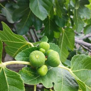 Prodaja 2 objekta kuća i apartman sa vrtom i pogledom na more