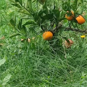 Prodaja 2 objekta kuća i apartman sa vrtom i pogledom na more