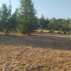 Prodajem građevinsko zemljište kod Tara, Rogovici