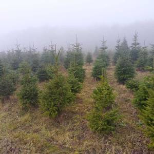 Prodajem nordijske jelke
