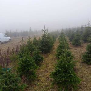 Prodajem nordijske jelke