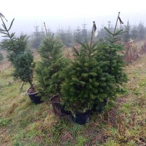 Prodajem nordijske jelke