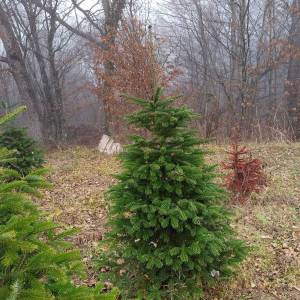 Prodajem nordijske jelke
