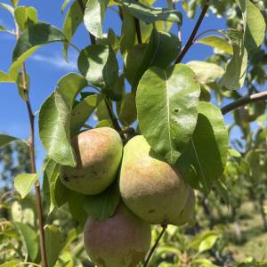 Prodajem voćnjak i šumu