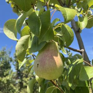 Prodajem voćnjak i šumu