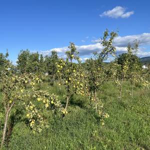 Prodajem voćnjak i šumu