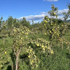 Prodajem voćnjak i šumu