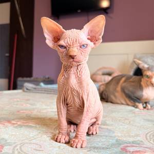 Sphynx mačići