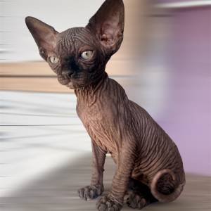 Sphynx mačići