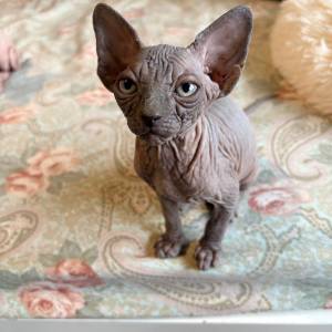 Sphynx mačići