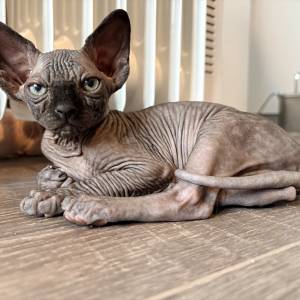 Sphynx mačići