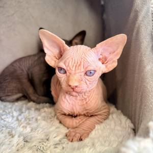 Sphynx mačići