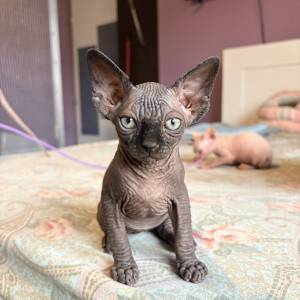 Sphynx mačići