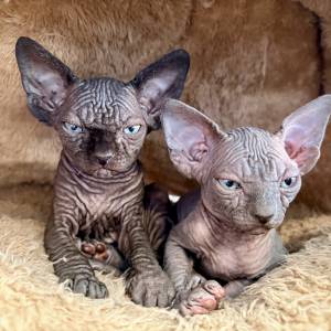 Sphynx mačići