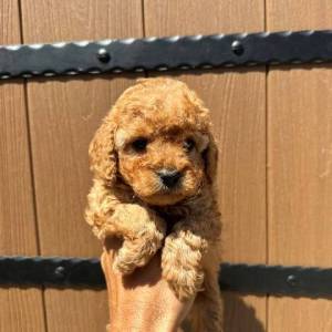 Toy pudle vrhunskog porekla