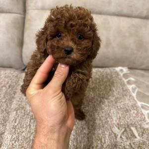 Toy pudle vrhunskog porekla