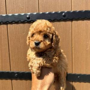 Toy pudle vrhunskog porekla