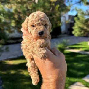 Toy pudle vrhunskog porekla