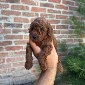 Toy pudle vrhunskog porekla