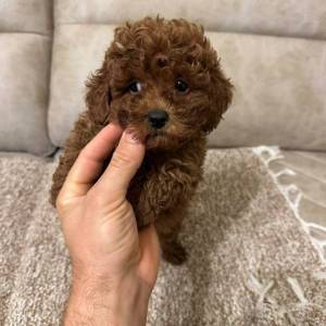 Toy pudle vrhunskog porekla