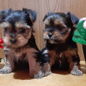 Yorkshire terrier, Jorkširski terijer, Jorki, Yorki- mali štenci