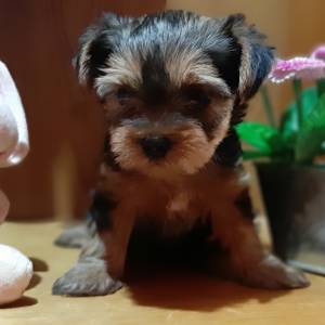 Yorkshire terrier, Jorkširski terijer, Jorki, Yorki- mali štenci