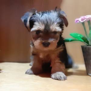 Yorkshire terrier, Jorkširski terijer, Jorki, Yorki- mali štenci