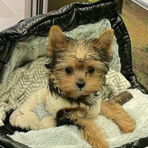 Yorkshire terrier, Jorkširski terijer, Jorki, Yorki- mali štenci