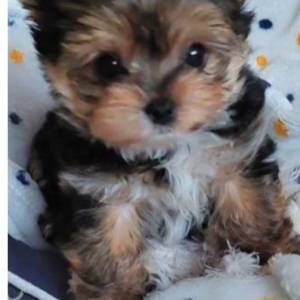 Yorkshire terrier, Jorkširski terijer, Jorki, Yorki- mali štenci