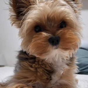 Yorkshire terrier, Jorkširski terijer, Jorki, Yorki- mali štenci
