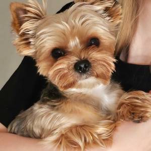 Yorkshire terrier, Jorkširski terijer, Jorki, Yorki- mali štenci