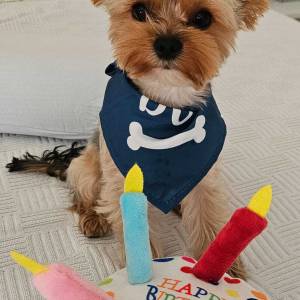 Yorkshire terrier, Jorkširski terijer, Jorki, Yorki- mali štenci