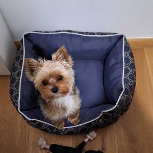 Yorkshire terrier, Jorkširski terijer, Jorki, Yorki- mali štenci