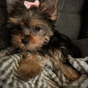 Yorkshire terrier, Jorkširski terijer, Jorki, Yorki- mali štenci