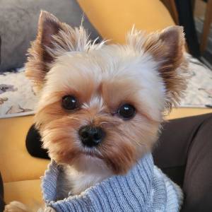 Yorkshire terrier, Jorkširski terijer, Jorki, Yorki- mali štenci