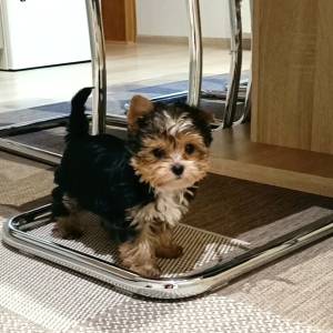 Yorkshire terrier, Jorkširski terijer, Jorki, Yorki- mali štenci