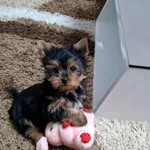 Yorkshire terrier, Jorkširski terijer, Jorki, Yorki- mali štenci