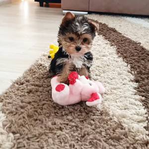Yorkshire terrier, Jorkširski terijer, Jorki, Yorki- mali štenci
