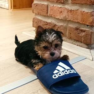 Yorkshire terrier, Jorkširski terijer, Jorki, Yorki- mali štenci
