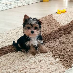 Yorkshire terrier, Jorkširski terijer, Jorki, Yorki- mali štenci