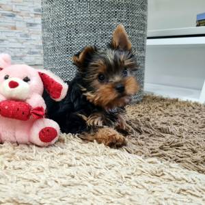 Yorkshire terrier, Jorkširski terijer, Jorki, Yorki- mali štenci