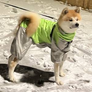 Akita Inu mužjak spreman za parenje