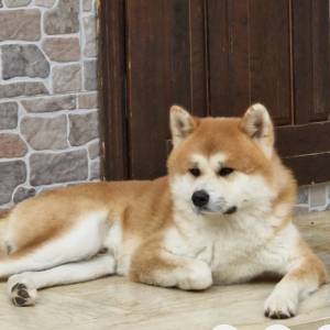 Akita Inu mužjak spreman za parenje