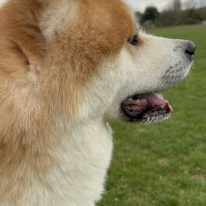 Akita Inu mužjak spreman za parenje