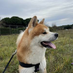 Akita Inu mužjak spreman za parenje