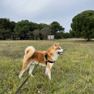 Akita Inu mužjak spreman za parenje