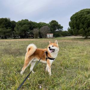 Akita Inu mužjak spreman za parenje