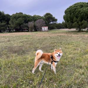 Akita Inu mužjak spreman za parenje