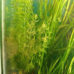 Akvarij šesterokutni, 19 litara